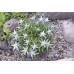Семена от Еделвайс (Алпийска звезда) / Stella Alpina Edelweiss